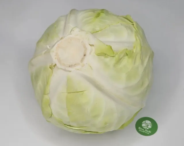 Капуста